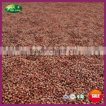 2015 New Crop Chinese Hebei Origin Raw Best Chestnut with Shell