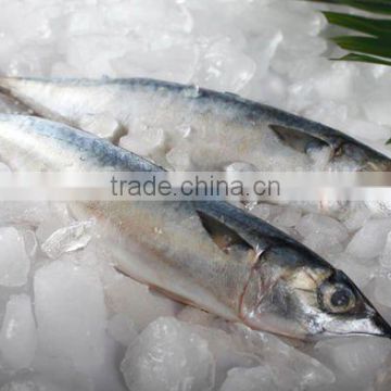 Frozen spanish mackerel