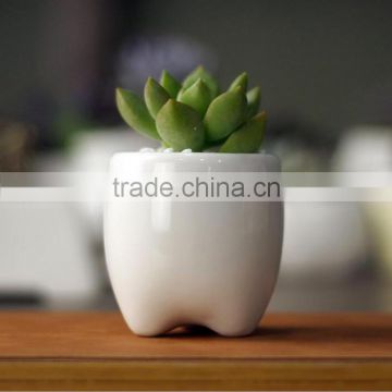 Zakka indoor mini tooth-shaped ceramic white flower pot for succulents