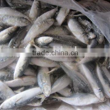 frozen horse mackerel 50-70g