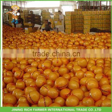 Low Price Chinese Fresh Honey Pomelo in 11KG carton for sale
