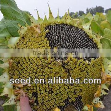 1340 Hebei Shuangxing Sunflower Seed