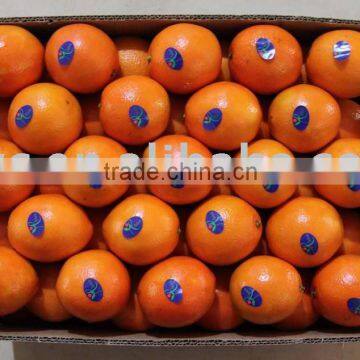 navel orange