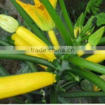SQ14 Huangse early-medium maturity f1 hybrid yellow squash seeds