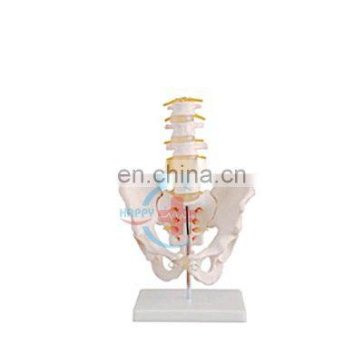 HC-S225 Life-size PVC sectional lumbar vertebral with pelvis skeleton model Human Anatomical teaching skeleton
