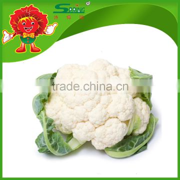 Bulk Chinese Frozen Cauliflower