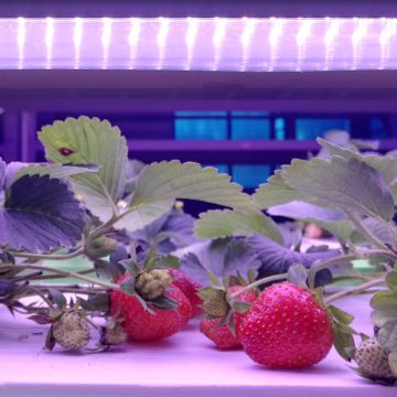 LED plant grow light strawberry 90W DC36V