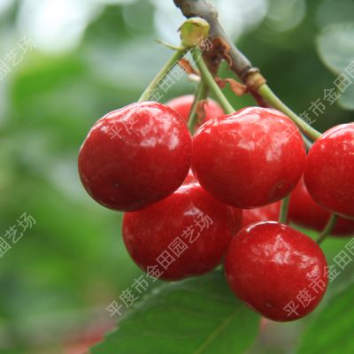Meizao Cherry seedling