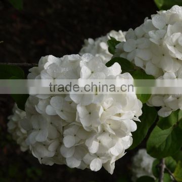 Good quality stylish colorful white hydrangea cut flowers
