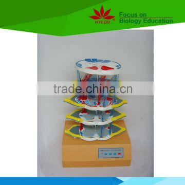 Low priced spinal cord TDD internal structure electric teaching model