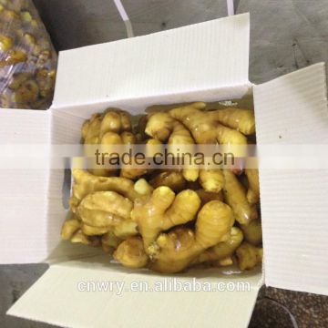 China Low Price Fresh Ginger