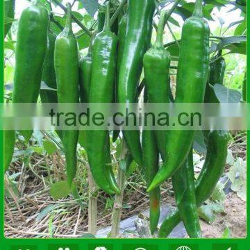 AP031 Qimeng good quality green long pepper seeds