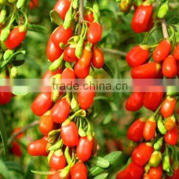 DRIED GOJI BERRY 280, TIBET GOJI BERRIES, HIMALAYA GOJI BERRIES, NINGXIA ZHONGNING GOJI MANUFACTURE,GOJI WHOLESALE