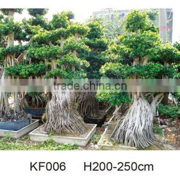 ficus microcarpa air root trees