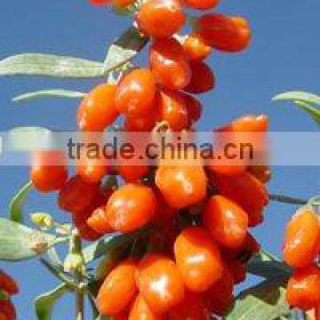 fresh goji berry