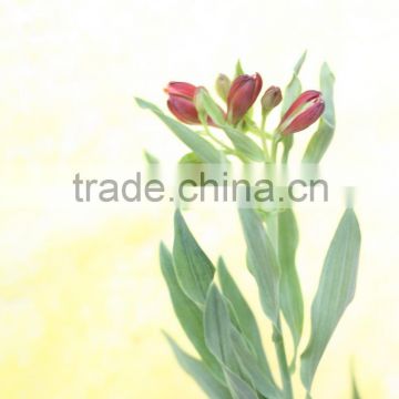 Reasonable price factory direct pu calla lily flower with pot