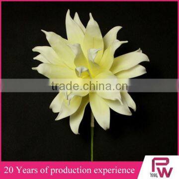 wholesale alibaba large indoor tropical plants