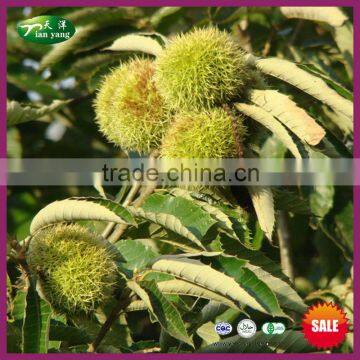 2015 New Crop Yanshan Fresh Chinese Chestnut Nuts with Bright Color