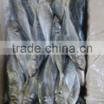 Frozen Fresh fish Seafood Big Eye Horse Mackerel Whole