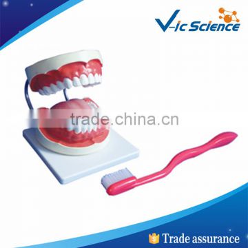Hot Sale Tooth Plastic Model For Teaching