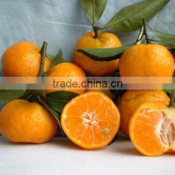 New crop fresh mandarin orange