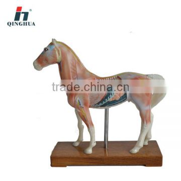 Horse acupuncture model