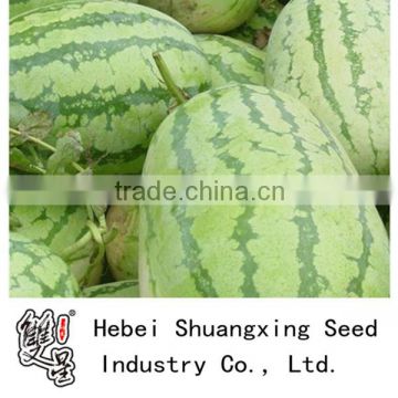 Super oval shape high yield hybrid watermelon seeds