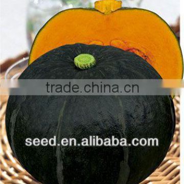 Heibao black skin think flesh hybrid pumpkin seeds