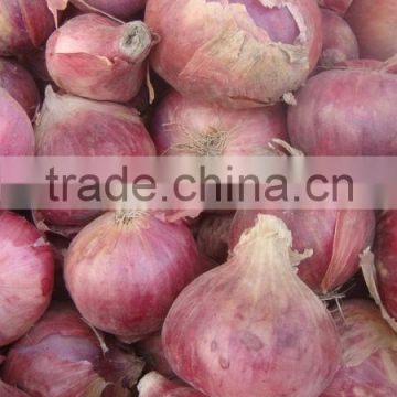 Fresh Non-Peeled Onion for Export - 2016 Crop