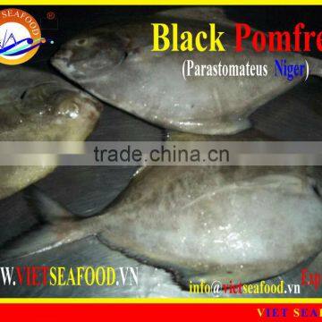 FROZEN BLACK POMFRET WHOLE ROUND