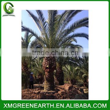 Phoenix canariensis palms trunk 2-2.5m