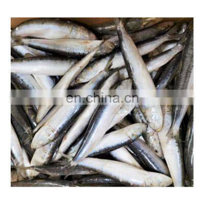 Good quality fishing bait IQF frozen sardine fish