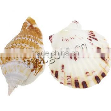 36.5-55mm Helix Natural Freshwater Shell Pendants