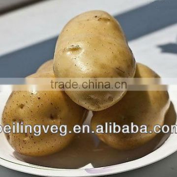 fresh yellow potato new crop 2013