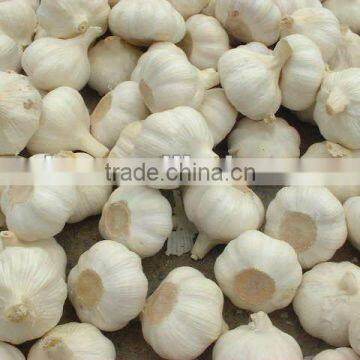 White Garlic