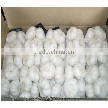 Hot sale normal white fresh garlic with good quality