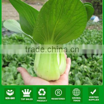 PK09 Yiqiu cold resistant f1 hybrid pakchoi seeds, rape seeds for planting