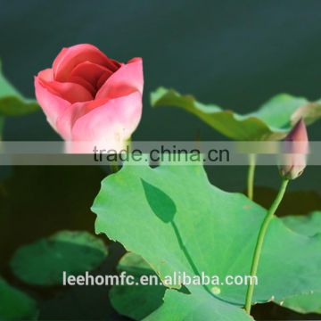 latex real touch lotus wholesale artificial lotus