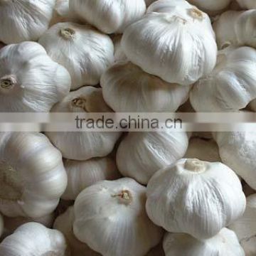 White garlic 4.5cm