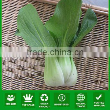 PK06 JP no.1 high temperature resistant pakchoi seeds, different types of pakchoi seeds for planting
