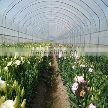 different types of fresh real flowers buy from flower planting base
