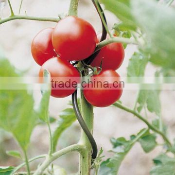 2017 New design tomato spiral plant support/tomato spiral/spiral tomato stake