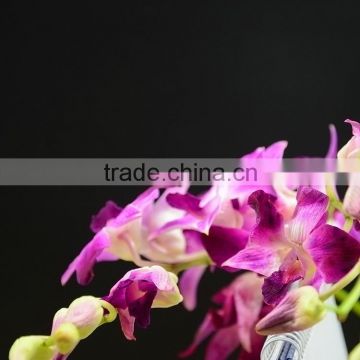 Super quality new arrival purple orchid phalaenopsis