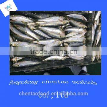 Price Sardine Fish