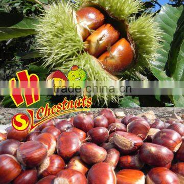 Raw Fresh Chestnut with the best quality and price--New Crop Bulk Chestnuts