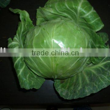 0.5kg fresh green round cabbage