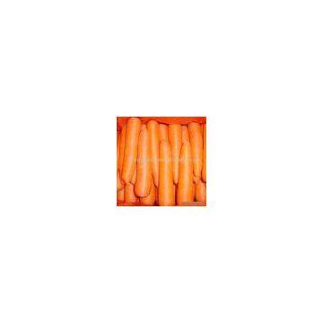 Sell Fresh Carrot