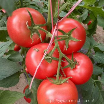 vegetablel seed red tomato seed greenhouse tomato seeds no 59