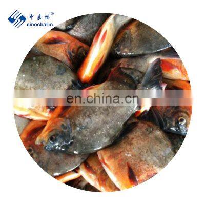 Sinocharm Frozen Fish Exporter IQF Frozen Red Pomfret Pacu Fish