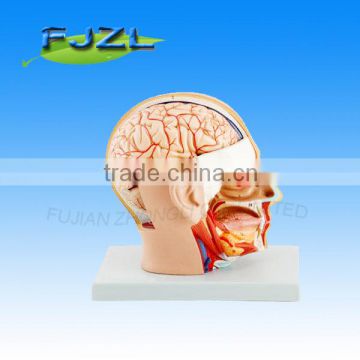 High Quality Anatomical Human Head Dissection Model